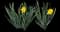 Wild Daffodil — design image 16