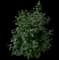 Butterfly Bush — design image 12