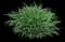 Daylilly — design image 2