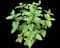 Catnip — design image 9