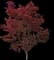 Emperor I® Japanese Maple Tree — design image 7