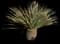 Desert Spoon — design image 29
