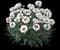 Scent First® Coconut Surprise Dianthus Plant — design image 1