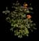 Roses — design image 2