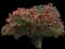 Chinese hibiscus Tree — design image 1