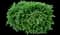 Japanese Yew — design image 1