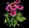 Panama Rose coneflower — design image 1