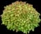 Double Play® Spirea series by Proven Winners — design image 1