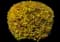 Forsythia Shrub — design image 5