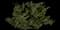 Pacific Yew — design image 1