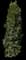 Indian Laurel Fig Column — design image 2