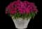 Dart™ Purple Dianthus — design image 2