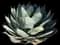 Parry's Agave — design image 10