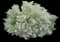 Silver mound (Artemisia) — design image 4