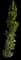 Indian Laurel Fig Column — design image 4