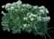 Sea Kale — design image 1