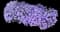 Monch Fall Aster — design image 2