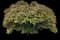Northern Catalpa — design image 5