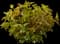 Jefam Amber Jubilee™ Ninebark — design image 3