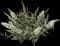 Pugster® Dwarf Butterfly Bush — design image 3