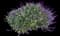 Mexican Bush Sage — design image 4