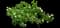 Panicle Hydrangea — design image 11
