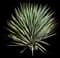 Trecul Yucca — design image 2