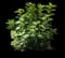 Black Mission Fig — design image 1
