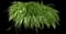 Daylilly — design image 14