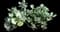 Jade Plant — design image 18