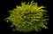 Sunjoy® Citrus Barberry — design image 2