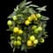 Limequat Citrus Tree — design image 1