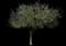 Crabapple Tree — design image 7