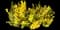 Evergreen Japanese Euonymus Shrub — design image 6