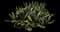 Oyster Plant — design image 7