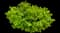 Bridal Wreath Spirea — design image 3