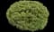 Ivory Halo® Variegated Dogwood — design image 19
