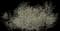 Blackthorn — design image 2