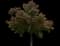 Red Buckeye — design image 4
