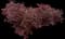 Crimson Fire™ Loropetalum — design image 10