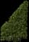 Golden Privet 'Aureum' — design image 3