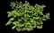 Jack of Diamonds Heartleaf Brunnera — design image 2
