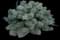 Silver Sage — design image 2