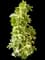 Fatshedera 'Angyo Star' — design image 2