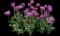 Tulip 'Backpacker Double Late' — design image 1