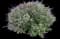 Mexican Bush Sage — design image 6