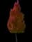 Javelin® Flowering Pear — design image 1