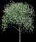 Kentucky Coffee Tree — design image 2