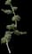 Green Mound Juniper Topiary — design image 1