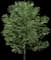 Sweet Birch — design image 1